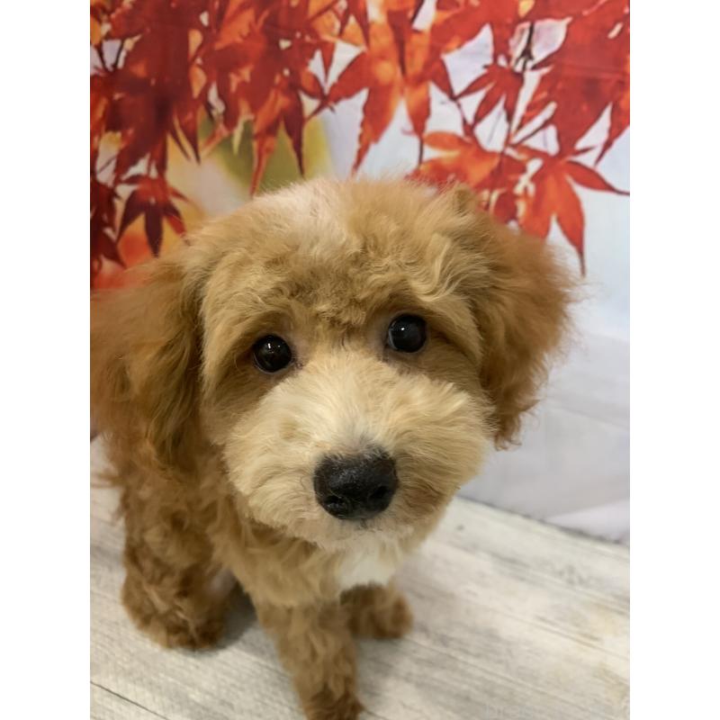 販売中の大阪府のタイニープードル-413037の10枚目