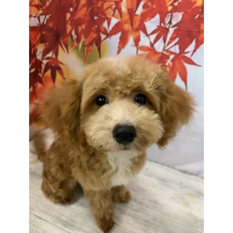 販売中の大阪府のタイニープードル-413037の9枚目