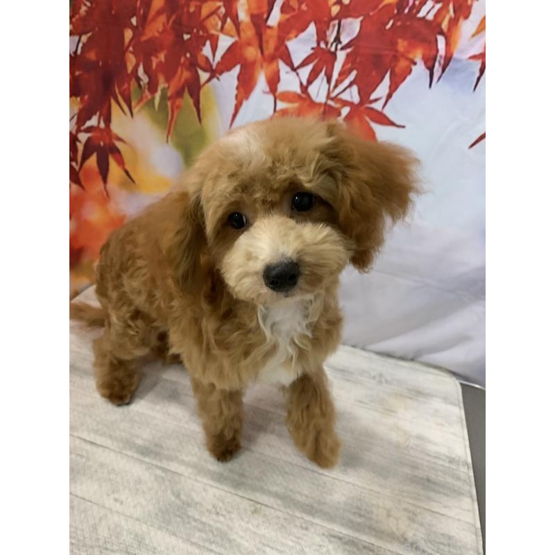 販売中の大阪府のタイニープードル-413037の8枚目