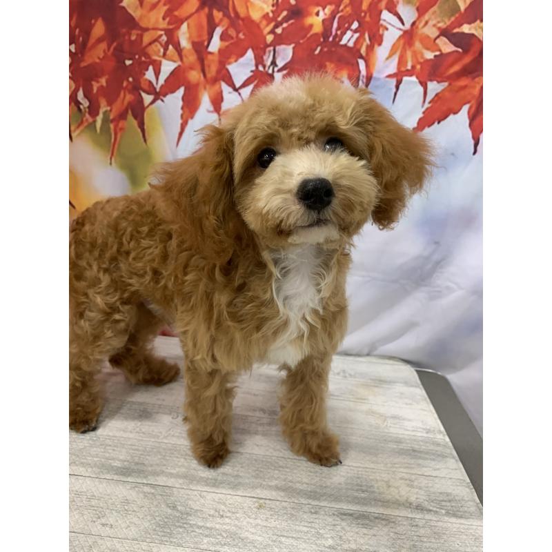 販売中の大阪府のタイニープードル-413037の7枚目