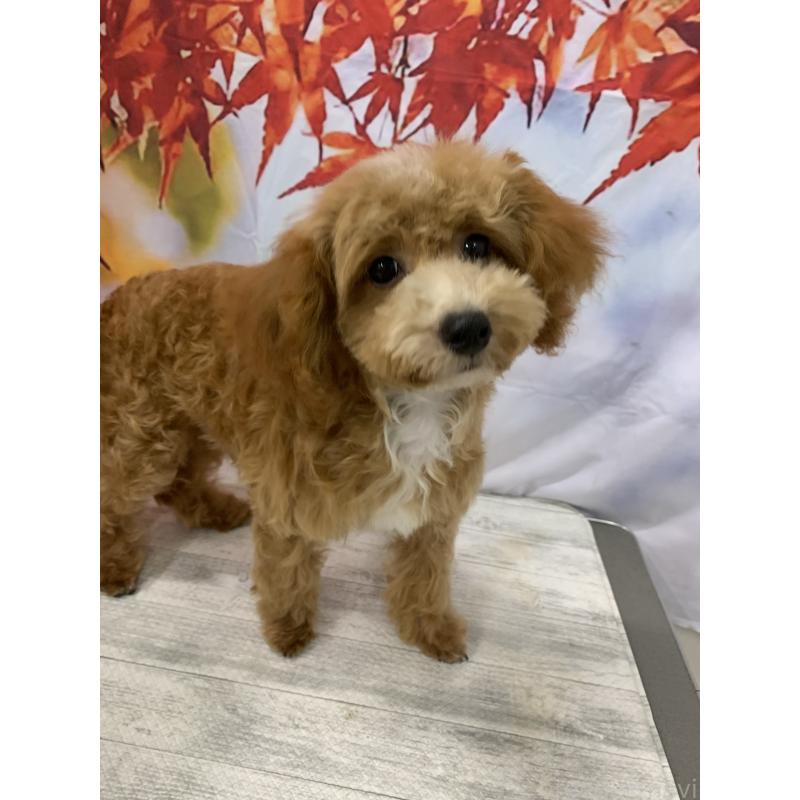 販売中の大阪府のタイニープードル-413037の6枚目