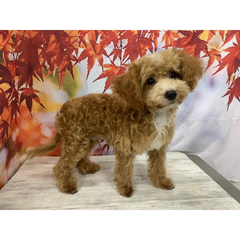 販売中の大阪府のタイニープードル-413037の5枚目