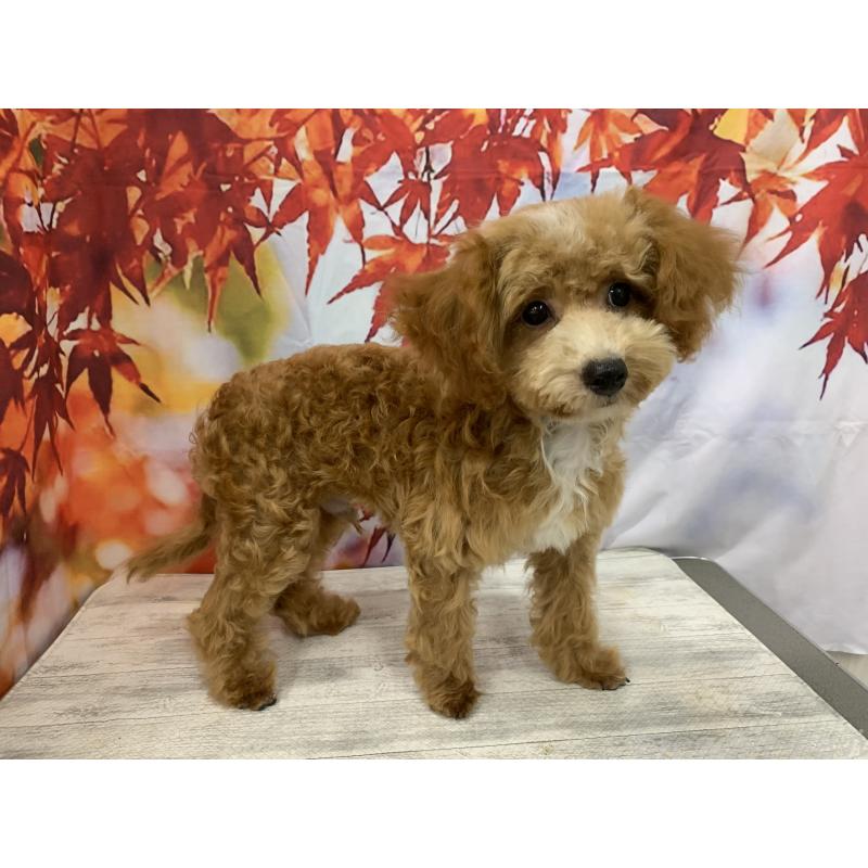 販売中の大阪府のタイニープードル-413037の4枚目