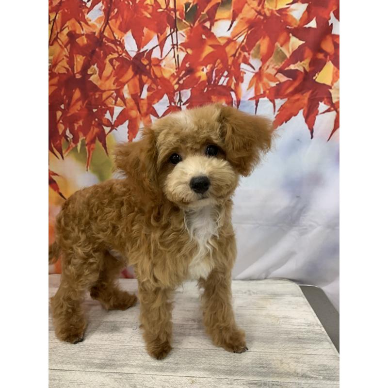 販売中の大阪府のタイニープードル-413037の3枚目