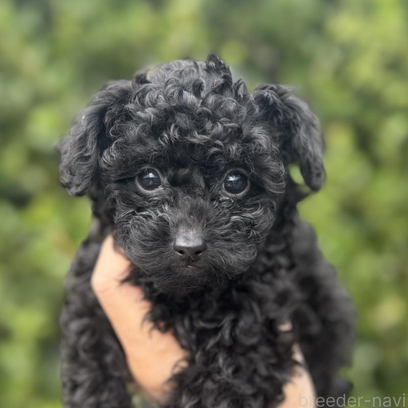 商談中の福岡県のトイプードル-420400