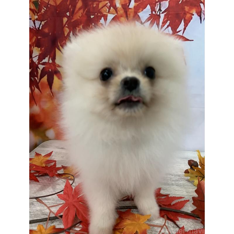 販売中の大阪府のポメラニアン-415646の12枚目