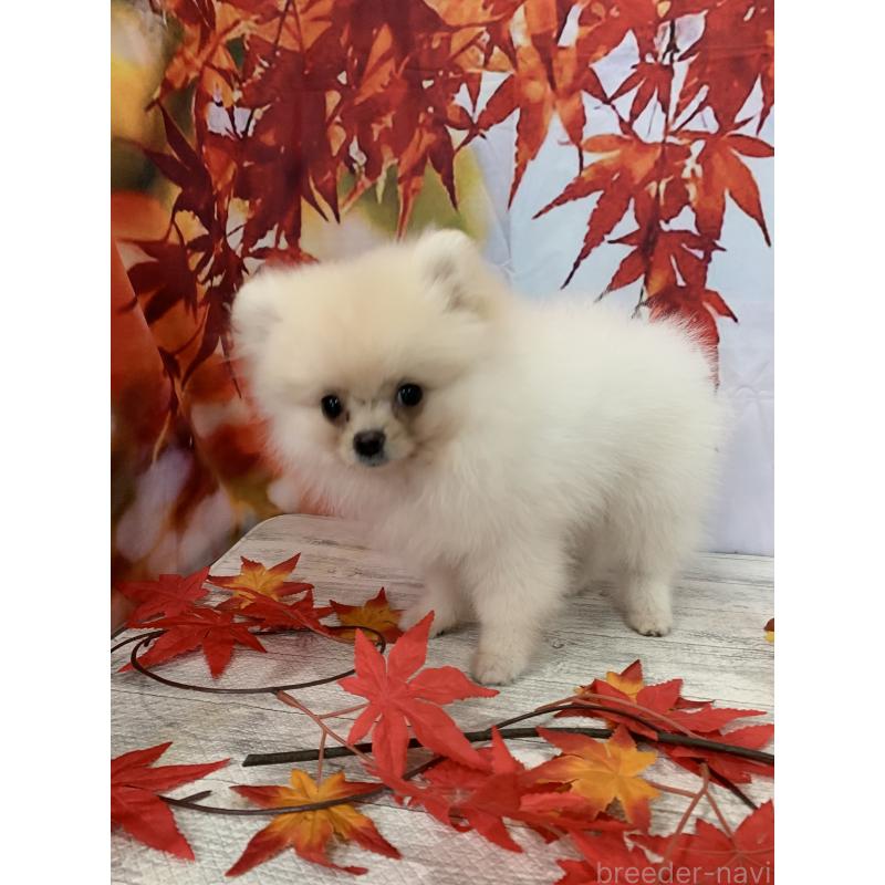 販売中の大阪府のポメラニアン-415646の11枚目