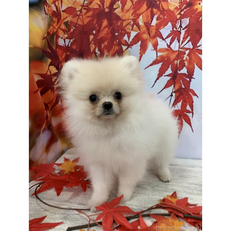 販売中の大阪府のポメラニアン-415646の10枚目