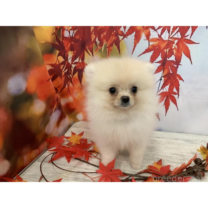 販売中の大阪府のポメラニアン-415646の9枚目