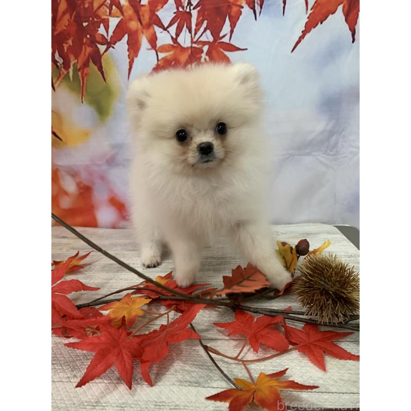 販売中の大阪府のポメラニアン-415646の8枚目