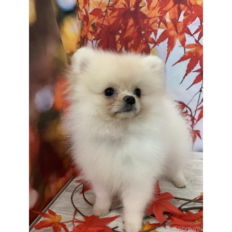 販売中の大阪府のポメラニアン-415646の7枚目