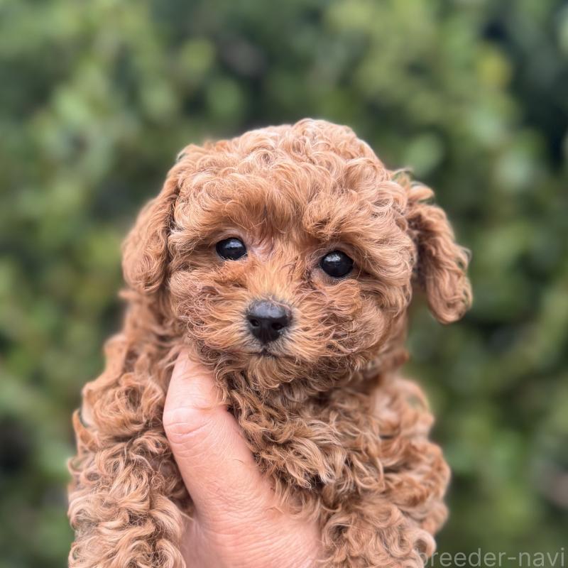 商談中の福岡県のトイプードル-420402