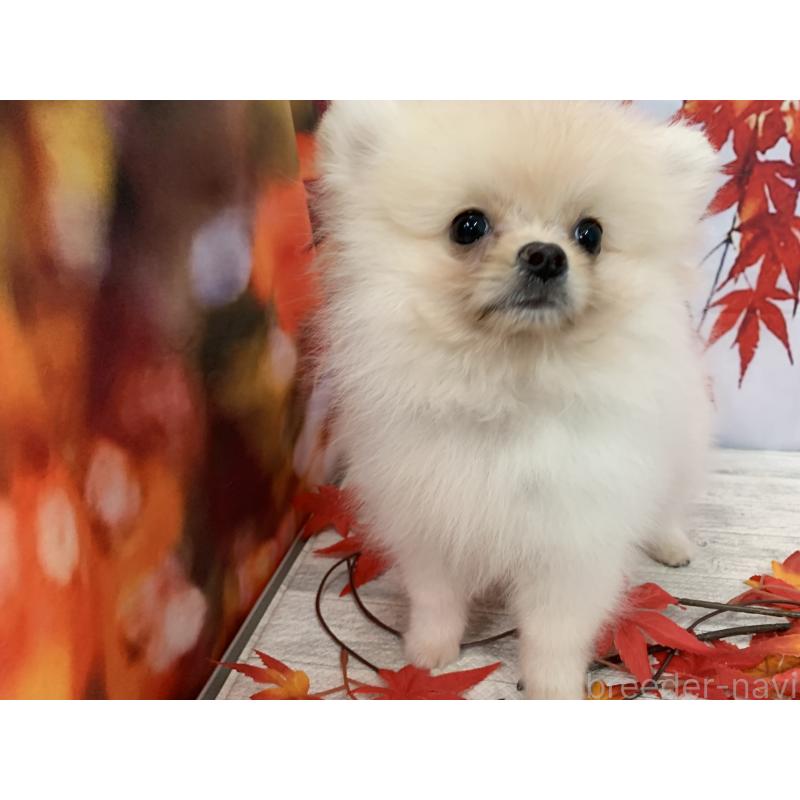 販売中の大阪府のポメラニアン-415646の6枚目