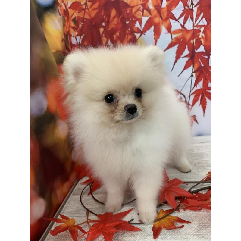 販売中の大阪府のポメラニアン-415646の4枚目