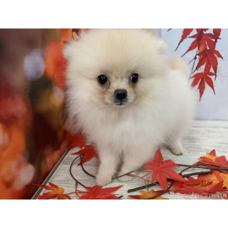 販売中の大阪府のポメラニアン-415646の3枚目