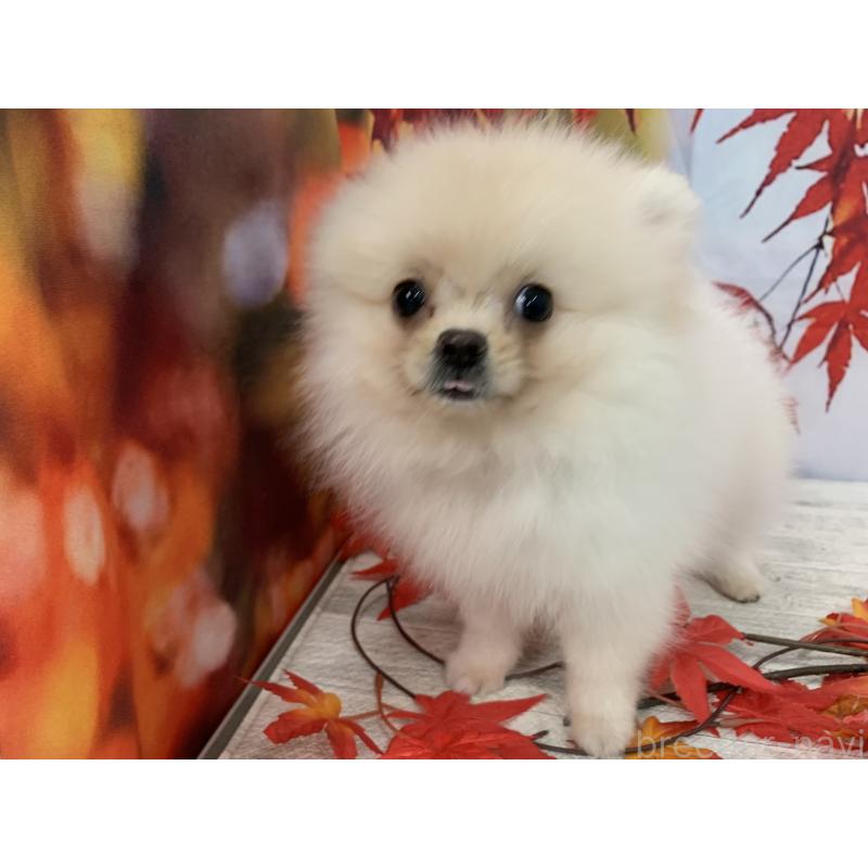 販売中の大阪府のポメラニアン-415646の2枚目