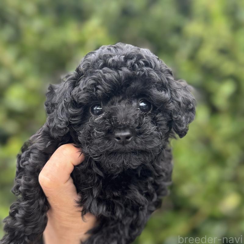 商談中の福岡県のトイプードル-423427