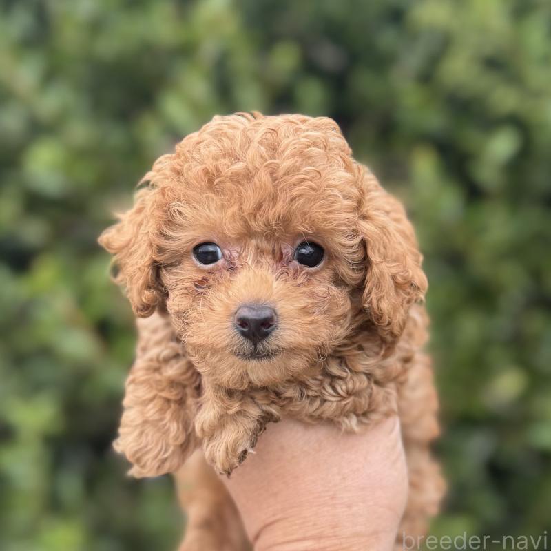 成約済の福岡県のトイプードル-423428の2枚目