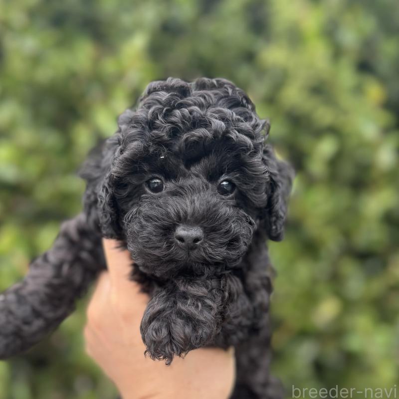 商談中の福岡県のトイプードル-423429