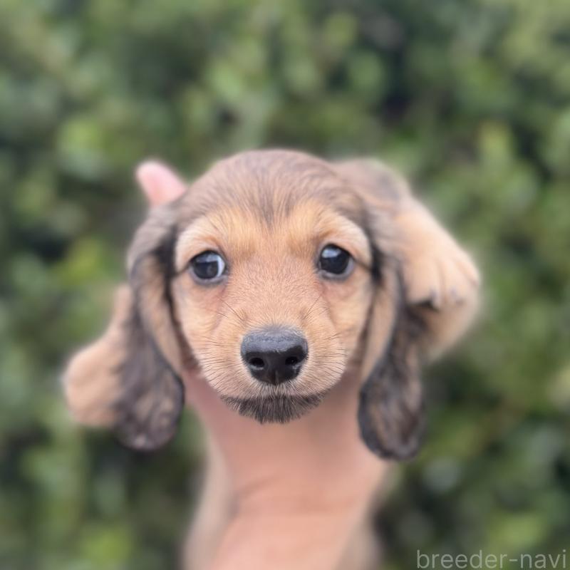 商談中の福岡県のミニチュアダックスフンド(ロングヘアード)-423426