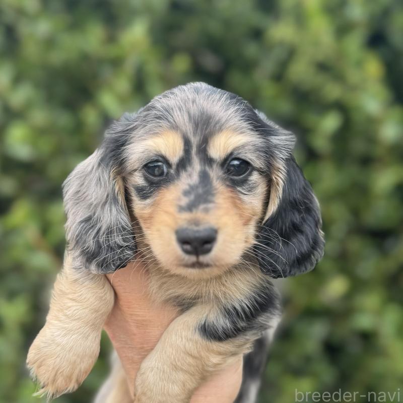 商談中の福岡県のミニチュアダックスフンド(ロングヘアード)-424811の2枚目