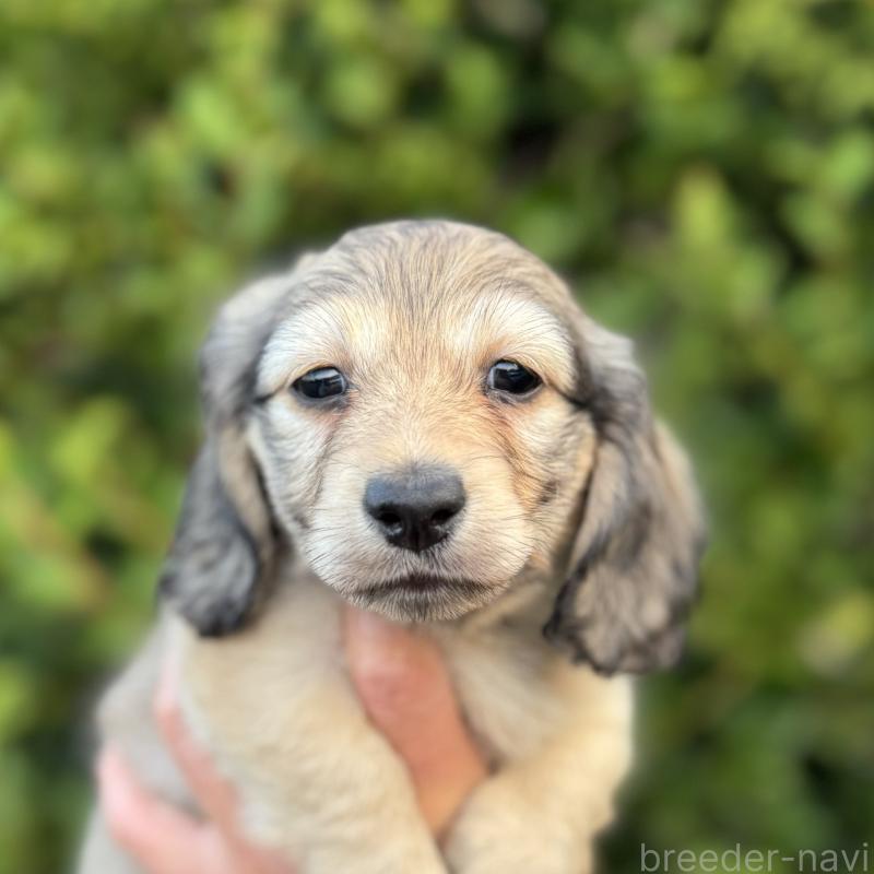 販売中の福岡県のミニチュアダックスフンド(ロングヘアード)-424812