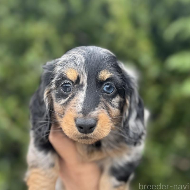 販売中の福岡県のミニチュアダックスフンド(ロングヘアード)-424813