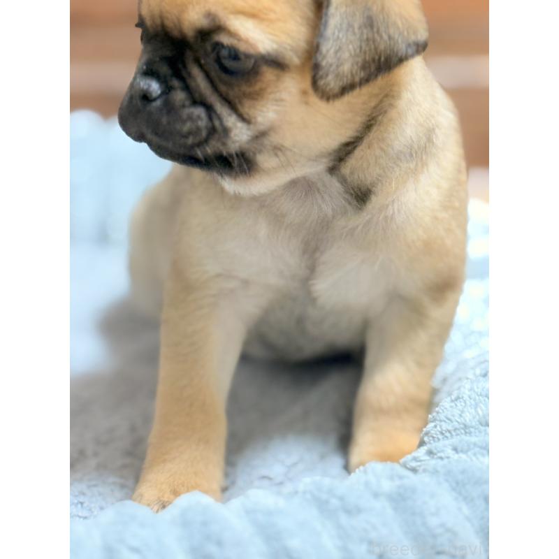 販売中の福岡県のチワパグ:チワワ×パグ-426282の17枚目