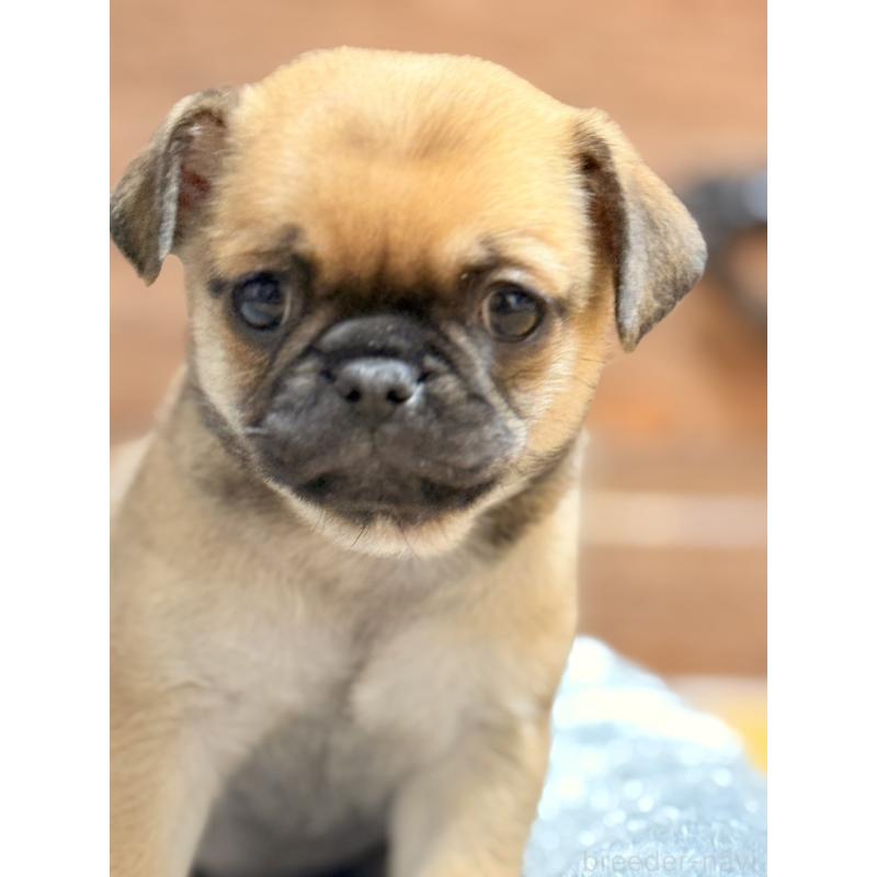 販売中の福岡県のチワパグ:チワワ×パグ-426282の16枚目