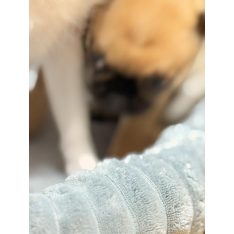 販売中の福岡県のチワパグ:チワワ×パグ-426282の15枚目