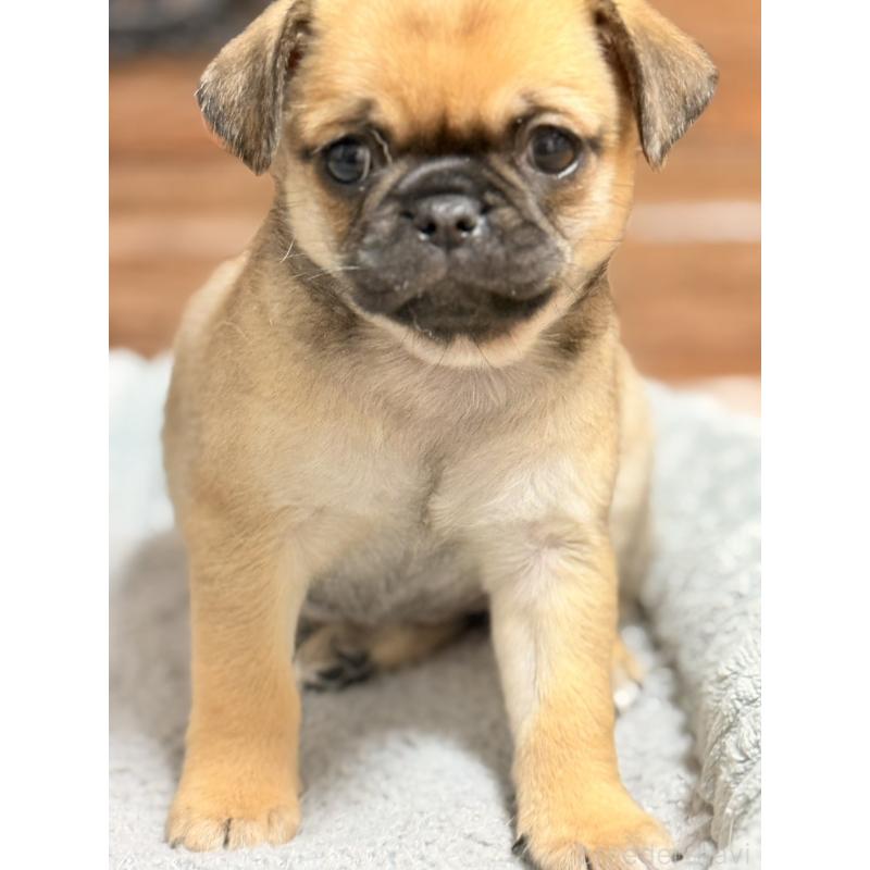 販売中の福岡県のチワパグ:チワワ×パグ-426282の14枚目