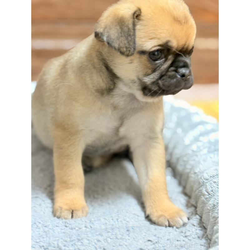 販売中の福岡県のチワパグ:チワワ×パグ-426282の13枚目