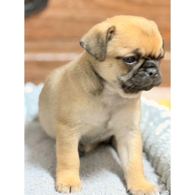 販売中の福岡県のチワパグ:チワワ×パグ-426282の12枚目