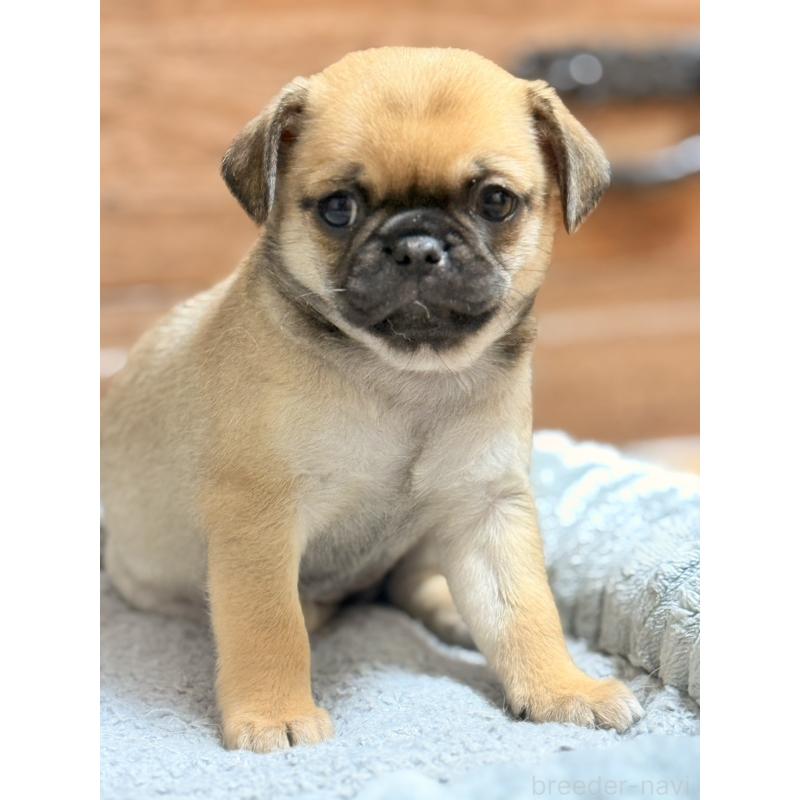 販売中の福岡県のチワパグ:チワワ×パグ-426282の11枚目