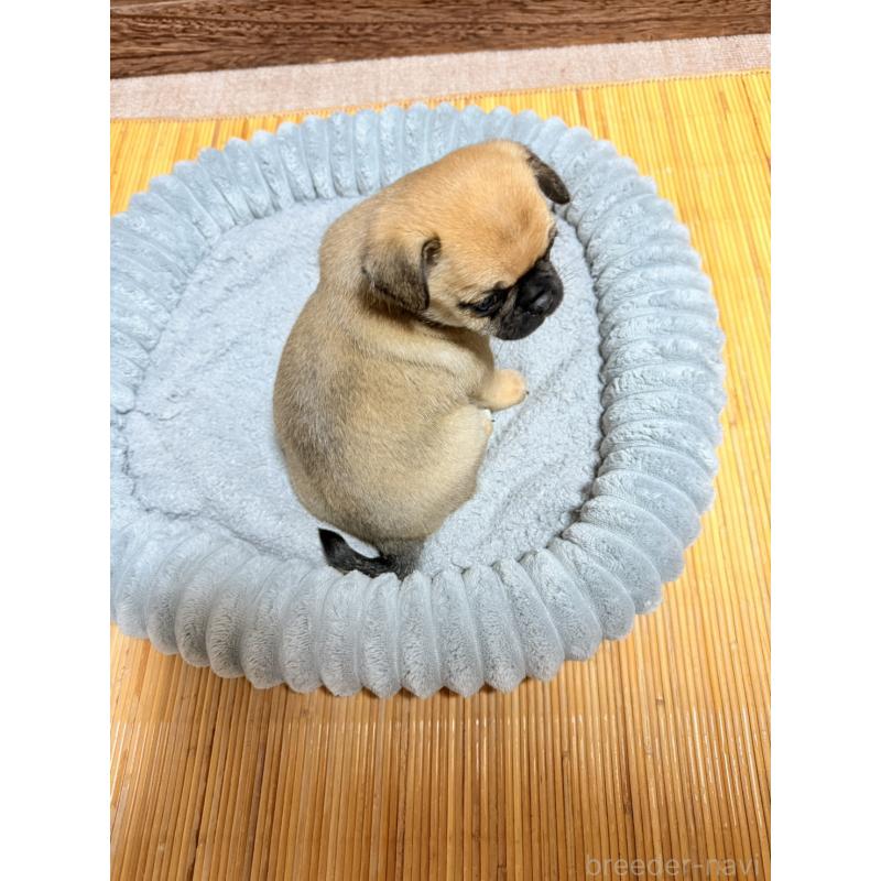 販売中の福岡県のチワパグ:チワワ×パグ-426282の10枚目