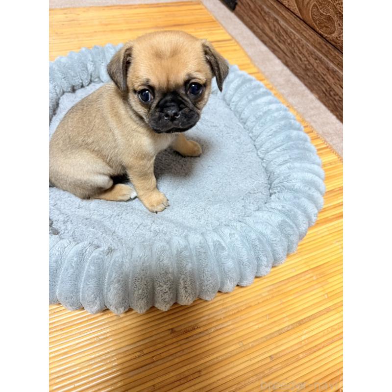 販売中の福岡県のチワパグ:チワワ×パグ-426282の9枚目