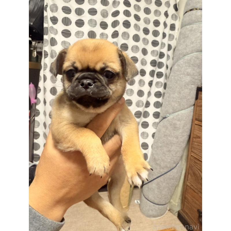 販売中の福岡県のチワパグ:チワワ×パグ-426282の8枚目