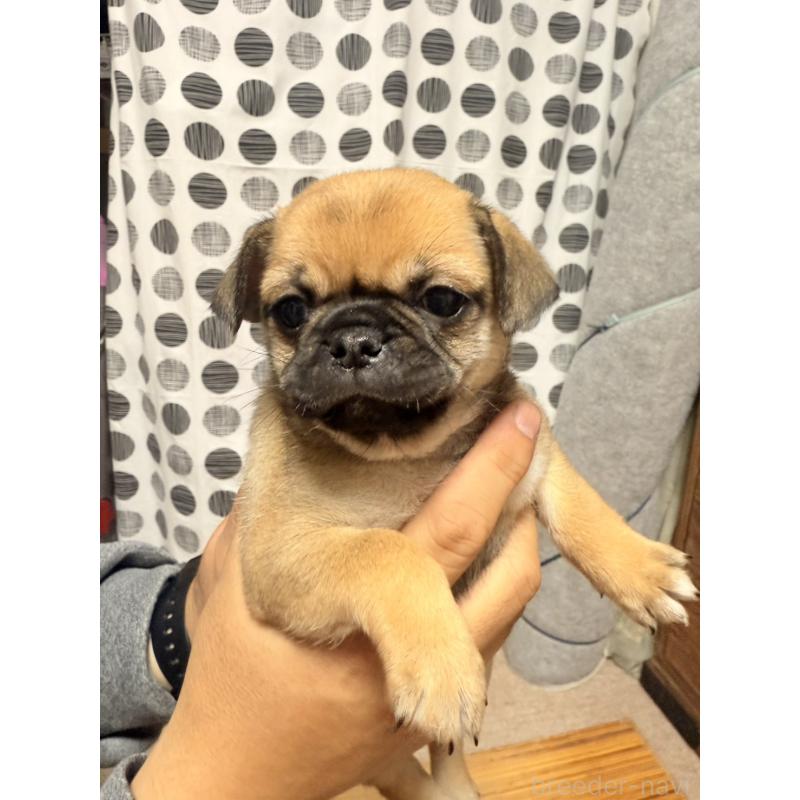 販売中の福岡県のチワパグ:チワワ×パグ-426282の7枚目