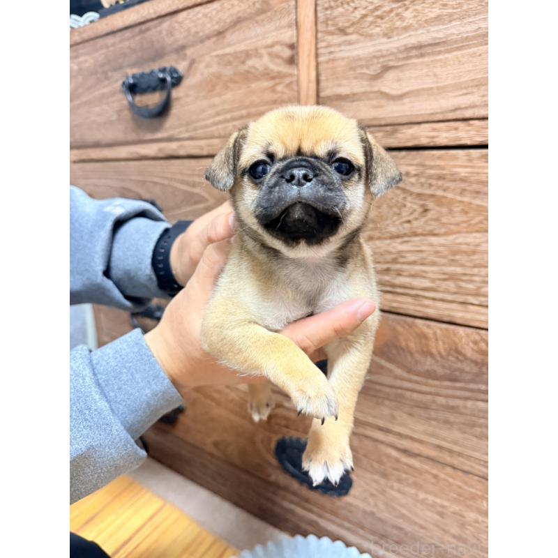 販売中の福岡県のチワパグ:チワワ×パグ-426282の6枚目