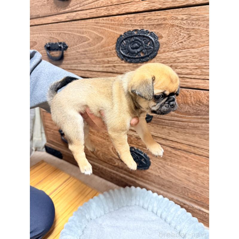 販売中の福岡県のチワパグ:チワワ×パグ-426282の5枚目