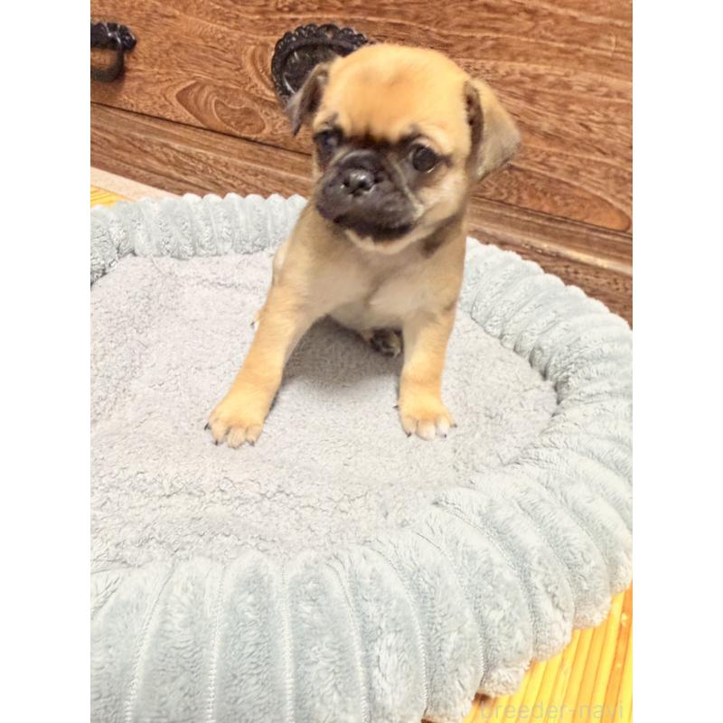 販売中の福岡県のチワパグ:チワワ×パグ-426282の3枚目