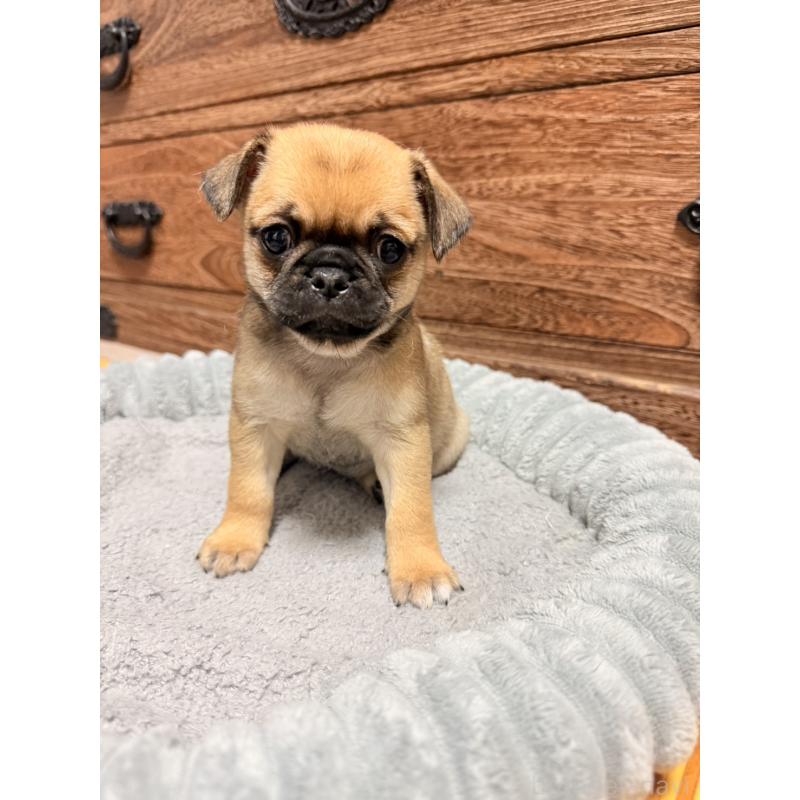 販売中の福岡県のチワパグ:チワワ×パグ-426282の2枚目