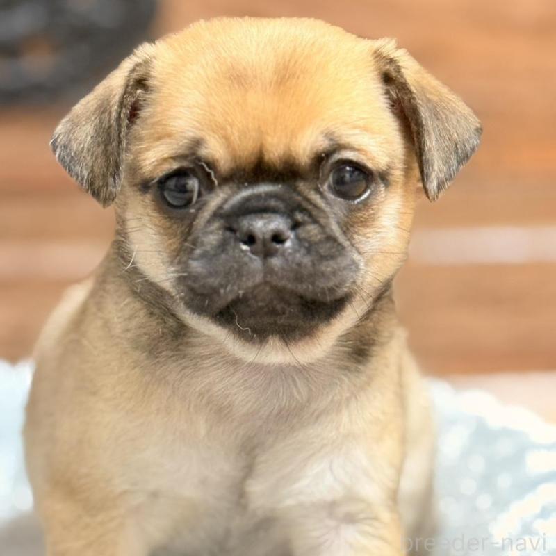 販売中の福岡県のチワパグ:チワワ×パグ-426282の1枚目