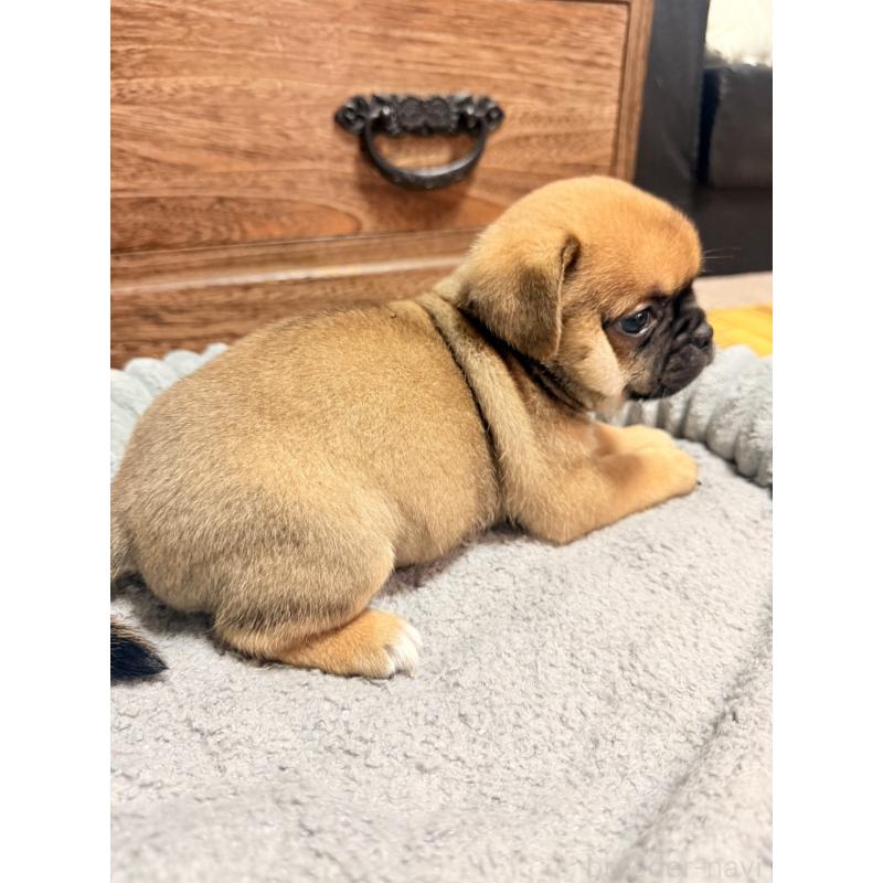 販売中の福岡県のチワパグ:チワワ×パグ-426283の16枚目