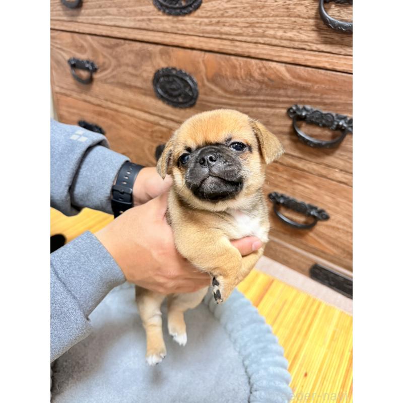 販売中の福岡県のチワパグ:チワワ×パグ-426283の15枚目