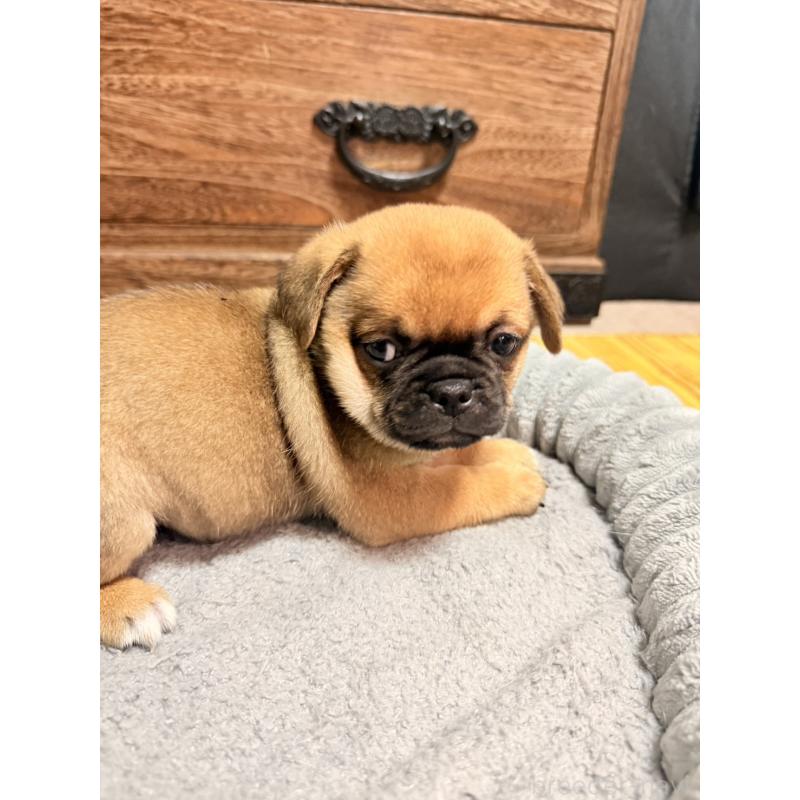 販売中の福岡県のチワパグ:チワワ×パグ-426283の14枚目