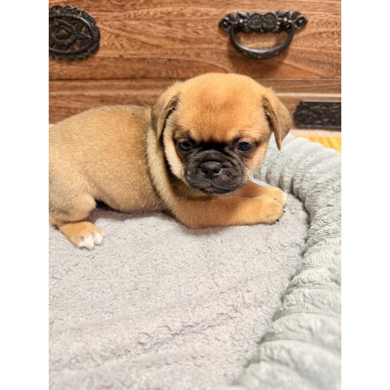 販売中の福岡県のチワパグ:チワワ×パグ-426283の13枚目