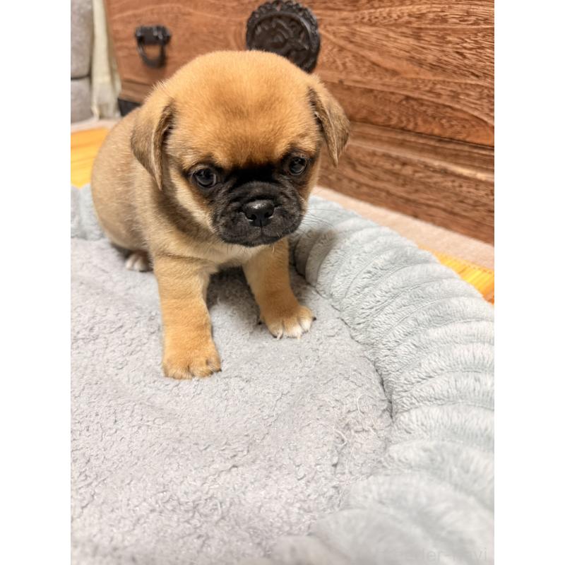 販売中の福岡県のチワパグ:チワワ×パグ-426283の12枚目