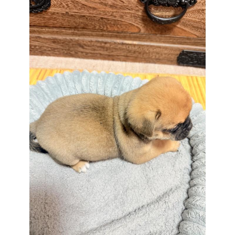 販売中の福岡県のチワパグ:チワワ×パグ-426283の11枚目