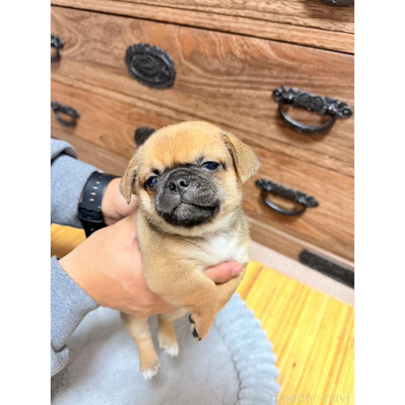 販売中の福岡県のチワパグ:チワワ×パグ-426283の10枚目